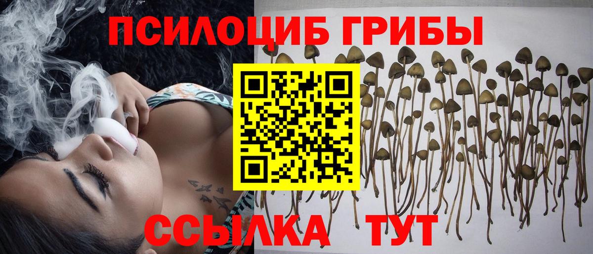 Псилоцибиновые грибы Psilocybe  Вход с VPN  Луховицы 
